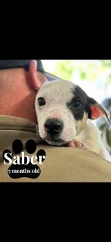 Chihuahua and Miniature Pinscher Dogs Available for Adoption - Saber | PetCurious
