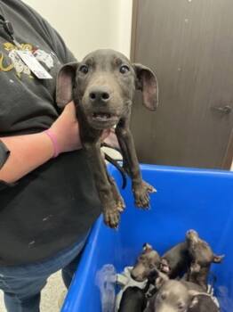 Rescue Mixed Breed Dogs for Adoption in Atlanta, Georgia - Moose | PetCurious