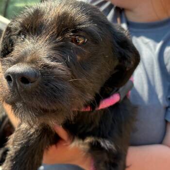 Mixed Breed Dogs Available for Adoption in Columbus, Georgia - 04/22/2026-Stray-BradleyParkDrive-1 | PetCurious
