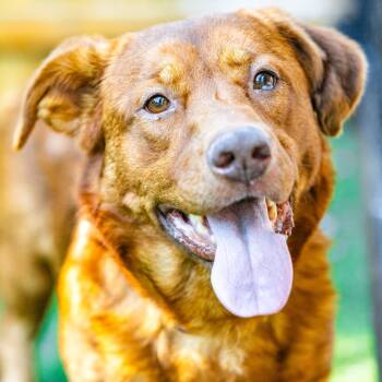 Rescue Mixed Breed Dogs for Adoption in Naperville, Illinois - Milo | PetCurious