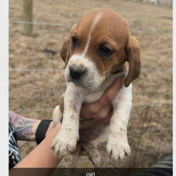 Basset Hound and Mixed Breed Dogs Available for Adoption - June | PetCurious