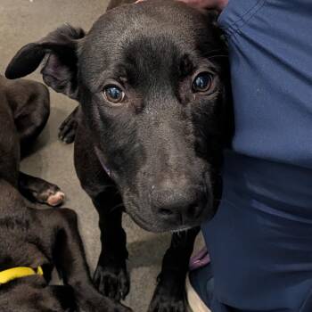 King -  Pit Bull Terrier and German Shepherd Dog Dog for Adoption in Idaho Falls, Idaho - King | PetCurious