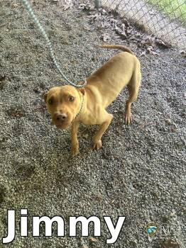 Pit Bull Terrier Dogs Available for Adoption in Rocky Mount, North Carolina - Jimmy | PetCurious