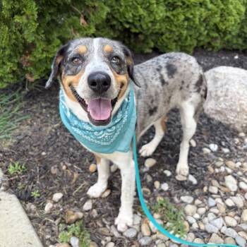 Pimento -  Mixed Breed Dog for Adoption in Canal Winchester, Ohio - Pimento | PetCurious
