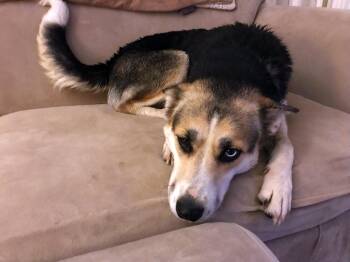 Rescue Siberian Husky and Australian Cattle Dog Blue Heeler Dogs for Adoption in Scottsdale, Arizona - Chloe | PetCurious