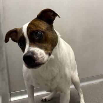 Pebbles -  Terrier Dog for Adoption in Des Moines, Iowa - Pebbles | PetCurious