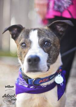Jack Russell Terrier and Pit Bull Terrier Dogs Available for Adoption in Humble, Texas - Wilbur | PetCurious