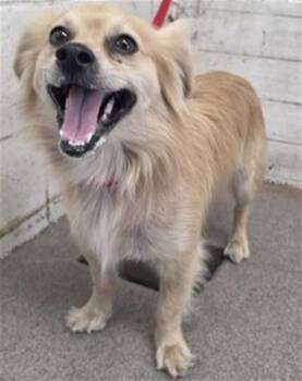 MASCARPONE -  Papillon and Mixed Breed Dog for Adoption in San Bernardino, California - MASCARPONE | PetCurious