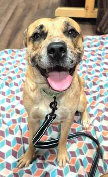 Rescue Mixed Breed Dogs for Adoption in Pegram, Tennessee - SADEY | PetCurious