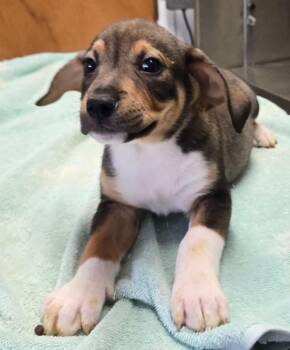 Finn -  Hound and Beagle Dog for Adoption in Sandusky, Ohio - Finn | PetCurious