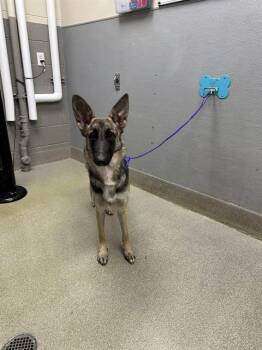 German Shepherd Dog and Mixed Breed Dogs Available for Adoption - LUNA | PetCurious