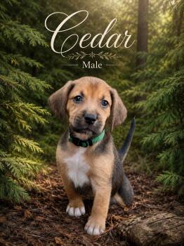 Cedar -  Black And Tan Coonhound Dog for Adoption in Collingswood, New Jersey - Cedar | PetCurious