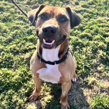 Rescue Terrier Dogs for Adoption in North Syracuse, New York - Evan | PetCurious