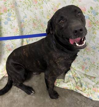 DIESEL -  Labrador Retriever and Mixed Breed Dog for Adoption in Rosenberg, Texas - DIESEL | PetCurious