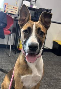 ZuZu -  Mixed Breed Dog for Adoption in West Chester, Pennsylvania - ZuZu | PetCurious