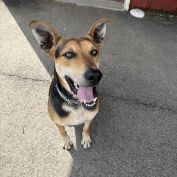 Bruce -  Shepherd and Carolina Dog Dog for Adoption in Oriskany, New York - Bruce | PetCurious