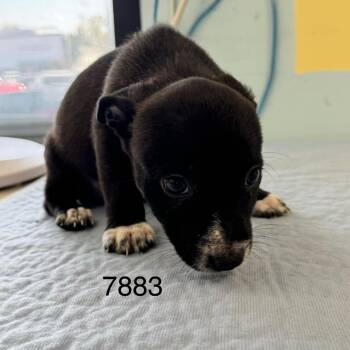 Sawyer Henrick -  Border Collie Dog for Adoption in Chico, California - Sawyer Henrick | PetCurious