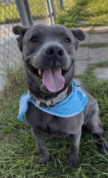 STORMY -  Pit Bull Terrier Dog for Adoption in Rosenberg, Texas - STORMY | PetCurious