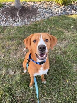 Macie (26-172 D) -  Mixed Breed Dog for Adoption in Lansing, Michigan - Macie (26-172 D) | PetCurious