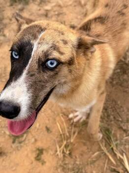 Rescue Husky and Catahoula Leopard Dog Dogs for Adoption in Fosters, Alabama - CAZADOR | PetCurious