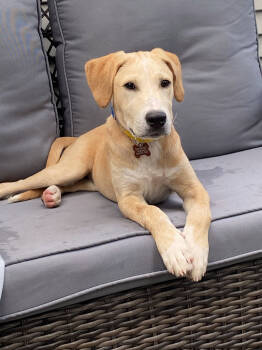 Rescue Labrador Retriever and Mixed Breed Dogs for Adoption in Aiken, South Carolina - Austin | PetCurious