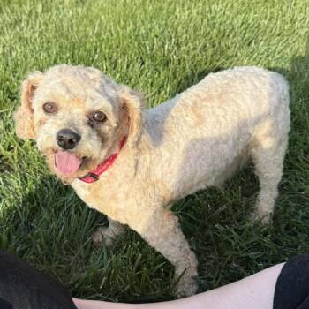 Ted -  Miniature Poodle Dog for Adoption in Overland Park, Kansas - Ted | PetCurious