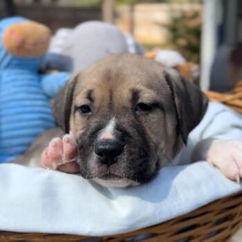 American Staffordshire Terrier and Labrador Retriever Dogs Available for Adoption - Quincy | PetCurious