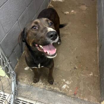 Stella -  Mixed Breed Dog for Adoption in Corbin, Kentucky - Stella | PetCurious