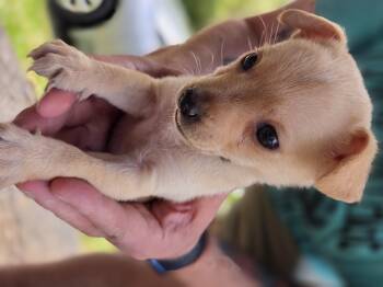 Little Feller -  Chihuahua Dog for Adoption in Kimberlin Heights, Tennessee - Little Feller | PetCurious