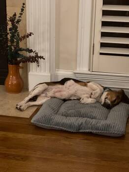 Chip V -  Beagle Dog for Adoption in Dunnellon, Florida - Chip V | PetCurious
