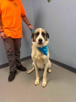 Argo -  Anatolian Shepherd Dog for Adoption in Zanesville, Ohio - Argo | PetCurious