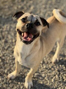 Pug and Chihuahua Dogs Available for Adoption in Winchester, California - Archie | PetCurious