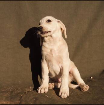 Henry -  Great Pyrenees and Mixed Breed Dog for Adoption in Heber City, Utah - Henry | PetCurious