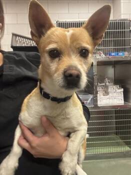 Mixed Breed Dogs Available for Adoption - BAXTER | PetCurious