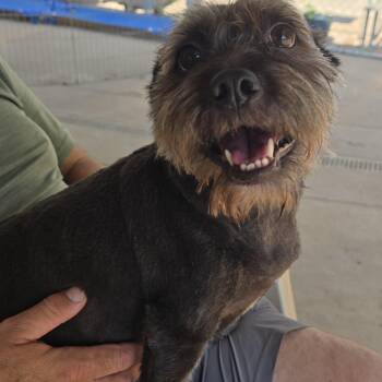 EZRA -  Miniature Schnauzer Dog for Adoption in Athens, Alabama - EZRA | PetCurious