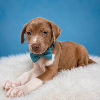 Mixed Breed Dogs Available for Adoption in Binghamton, New York - Rex | PetCurious