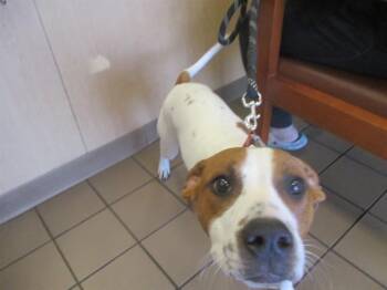 Pit Bull Terrier Dogs Available for Adoption - DYNO | PetCurious