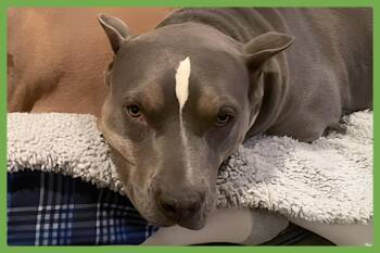 Neela -  Pit Bull Terrier Dog for Adoption in Amherst, Massachusetts - Neela | PetCurious