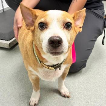 Holly -  Corgi and Mixed Breed Dog for Adoption in Abilene, Texas - Holly | PetCurious