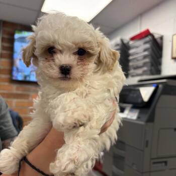 Samphire -  Mixed Breed Dog for Adoption in Mentor, Ohio - Samphire | PetCurious