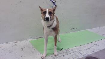 CALIEE -  Border Collie and Mixed Breed Dog for Adoption in Houston, Texas - CALIEE | PetCurious
