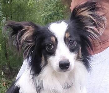 Apollo -  Shetland Sheepdog Sheltie and Papillon Dog for Adoption in Wheaton, Illinois - Apollo | PetCurious