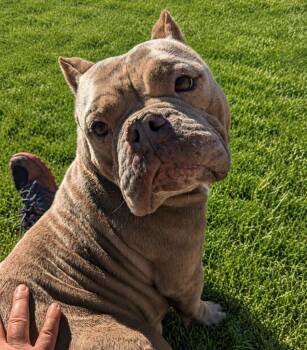 Roxy -  American Bulldog Dog for Adoption in Muskegon, Michigan - Roxy | PetCurious