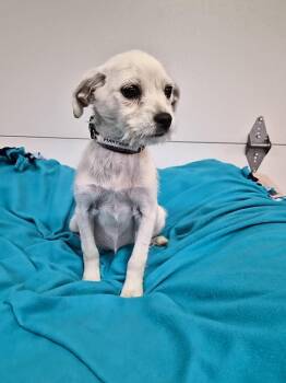 Maryanne -  Terrier Dog for Adoption in Hillside, Illinois - Maryanne | PetCurious