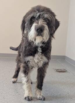 Wirehaired Pointing Griffon and Mixed Breed Dogs Available for Adoption in Yankton, South Dakota - Shaggy | PetCurious