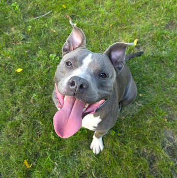 Rescue American Staffordshire Terrier Dogs for Adoption in Waunakee, Wisconsin - Ellie Electric | PetCurious