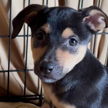 Earl -  Black Labrador Retriever and Mixed Breed Dog for Adoption in Phoenix, Arizona - Earl | PetCurious