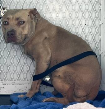 Rescue American Staffordshire Terrier Dogs for Adoption in Tulare, California - Victoria | PetCurious