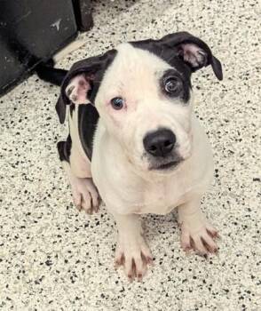 Mags - ADOPTED -  Mixed Breed Dog for Adoption in Atlanta, Georgia - Mags - ADOPTED | PetCurious