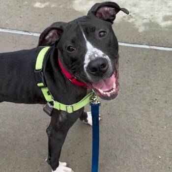 Mixed Breed Dogs Available for Adoption in Pittsburgh, Pennsylvania - Zyla | PetCurious